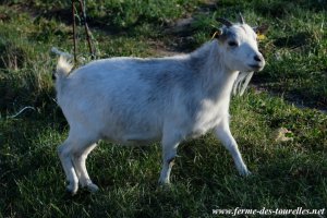 FANETTE - chèvre miniature des Tourelles