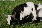 NEVA des Tourelles - chèvre miniature aux yeux bleus