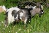 LOUSTIC de Talyna - bouc miniature aux yeux bleus à l'élevage des Tourelles