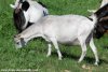 BLUE PEARL - chèvre extra-naine des Tourelles