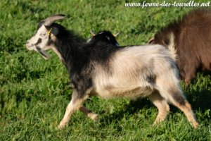 PEGASE des Tourelles - bouc miniature aux yeux bleus