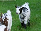 JOY - chèvre miniature des Tourelles