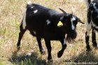 FLORALINE - chèvre extra-naine des Tourelles