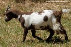 LAGUNA des Tourelles - chèvre semi-miniature