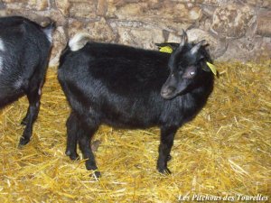 ILISSA - chèvre naine des Tourelles