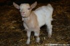 NELIO des Tourelles - chèvre miniature