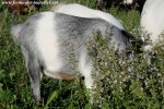 JARA des Tourelles - chèvre miniature