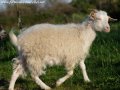 Chèvres et boucs miniatures (semi)-angora des Tourelles