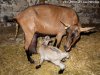 CACHOU - chèvre Alpine des Tourelles