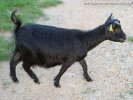 IBIS des Tourelles - chèvre extra-toy