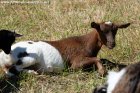 LAMARA des Tourelles - chèvre miniature motte