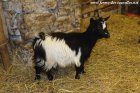 LAETITIA des Tourelles - chèvre miniature