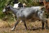 GRISETTE - chèvre miniature