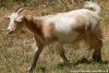 JISABELLE des Tourelles - chèvre semi-miniature 