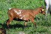 ILAYA - chèvre naine des Tourelles