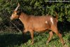 IXINETTE - chèvre semi-miniature des Tourelles