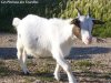 GAUFRETTE - chèvre extra-naine des Tourelles