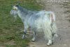 GRISETTE - chèvre naine des Tourelles