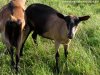 LARISSA des Tourelles - chèvre Alpine motte