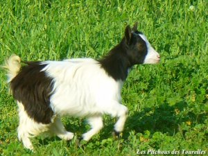ISKA des Tourelles - chèvre toy à poils longs