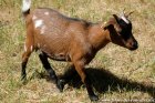 LOUKIA - chèvre extra-naine des Tourelles