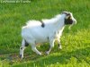 HUGO - bouc nain des Tourelles