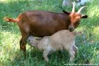 NAOKI (et Lilouna) - chèvres miniatures des Tourelles