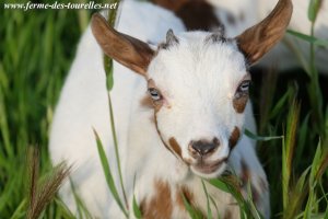 MADDIE des Tourelles - chèvre miniature aux yeux bleus