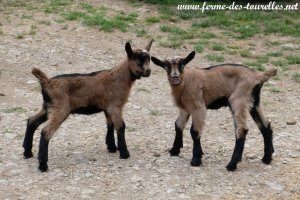 SIAM & SABAYON des Tourelles - chevreaux alpins