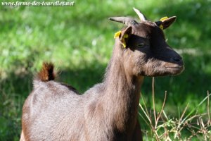 GALANTINE - chèvre naine des Tourelles