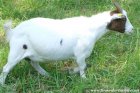 GAUFRETTE - chèvre miniature extra-naine des Tourelles