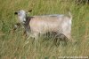 ELSA - chèvre naine des Tourelles