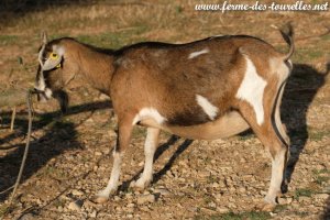 GINA - chèvre miniature des Tourelles