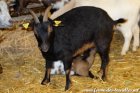 GIANNA - chèvre semi-miniature des Tourelles
