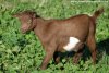 LOLIPOP - chèvre miniature motte des Tourelles