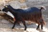 MARIA - chèvre miniature des Tourelles à poils longs