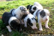 Chiots de LAVANDE du 21-10-20