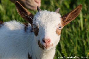 NABILA des Tourelles - chèvre miniature aux yeux bleus