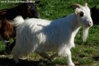 CLOCHETTE de Vilpert - chèvre extra-naine à poils longs des Tourelles