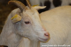 JULIE-ANNE de Chiseuil - chèvre miniature des Tourelles