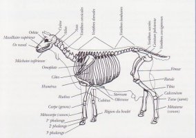 Morphologie squelette chèvre