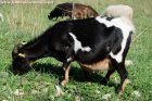 FANCY - chèvre miniature des Tourelles