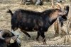 LUIGGI - bouc miniature marbré
