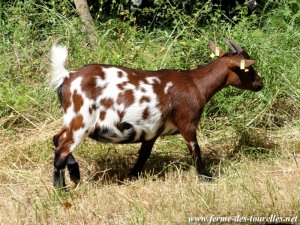 LIBELLA - chèvre miniature des Tourelles