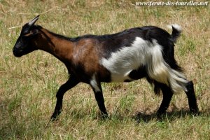 LOUISIANA des Tourelles - chèvre semi-naine
