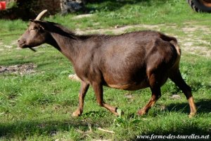 ESTAMPILLE - chèvre naine des Tourelles