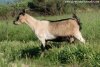 ILDA - chèvre naine des Tourelles