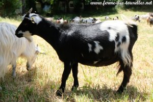 NAELIA des Tourelles - chèvre miniature