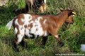 Chèvres et boucs miniatures tricolores (pies chamoisés) des Tourelles