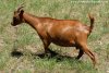 LOUNA - chèvre miniature des Tourelles